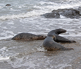 Seal Release - 19th  January 2026