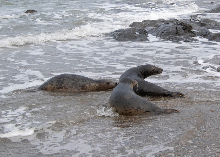 Seal Release - 19th January 2026