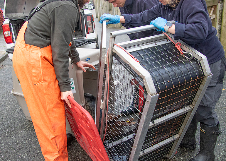 Seal Release - 19th January 2026