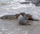 Seal Release - 19th  January 2026