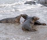 Seal Release - 19th  January 2026