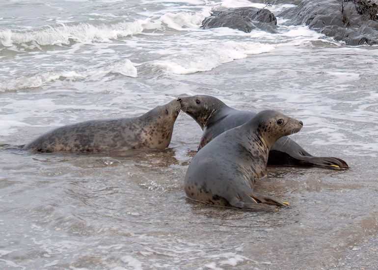 Seal Release - 19th January 2026