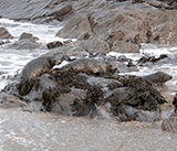 Seal Release - 19th  January 2026