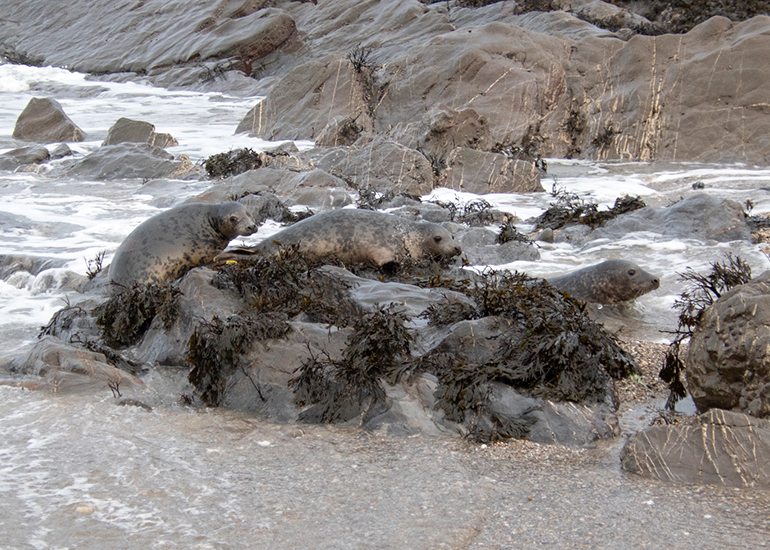 Seal Release - 19th January 2026