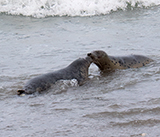 Seal Release - 19th  January 2026