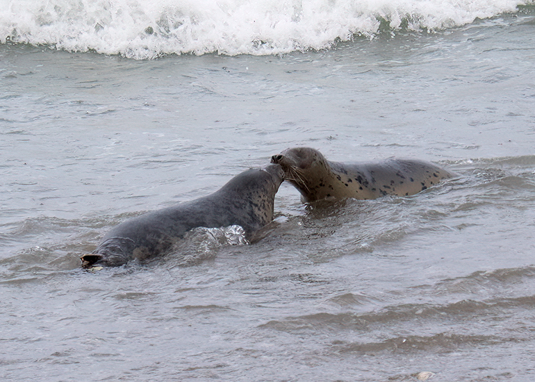 Seal Release - 19th January 2026