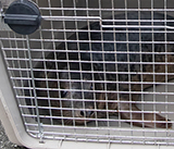 Seal Release - 19th  January 2026