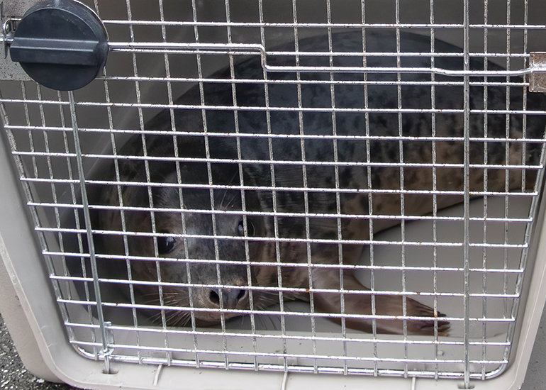 Seal Release - 19th January 2026