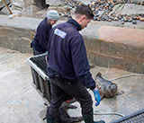 Seal Release - 19th  January 2026