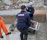 Seal Release - 19th  January 2026