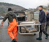 Seal Release - 19th  January 2026