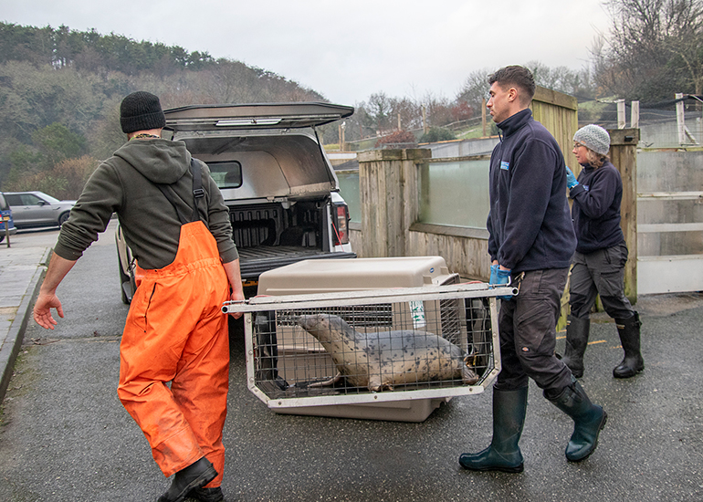 Seal Release - 19th January 2026