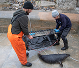 Seal Release - 19th  January 2026