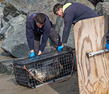 Seal Release - 23rd March 2026