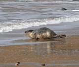 Seal Release - 23rd  March 2026
