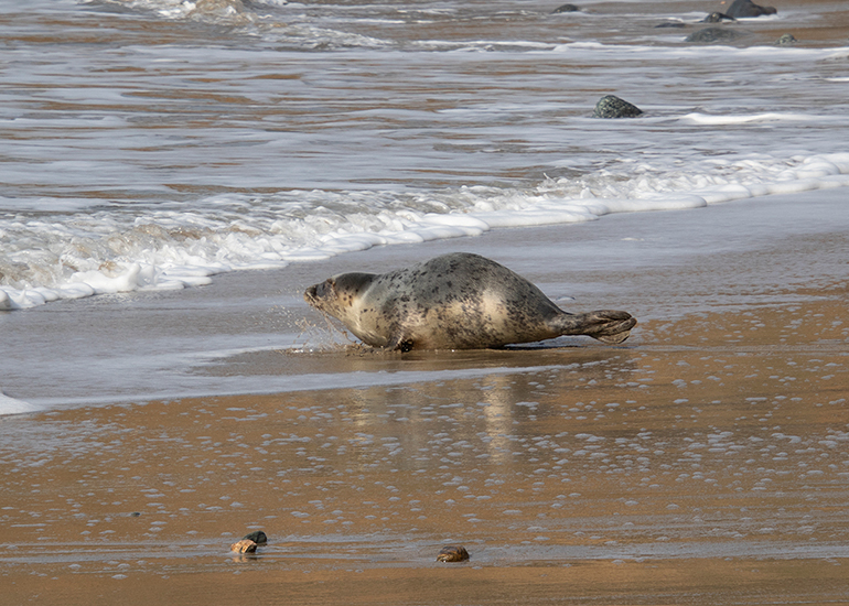Seal Release - 23rd March 2026