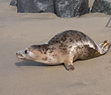 Seal Release - 23rd  March 2026