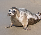Seal Release - 23rd  March 2026