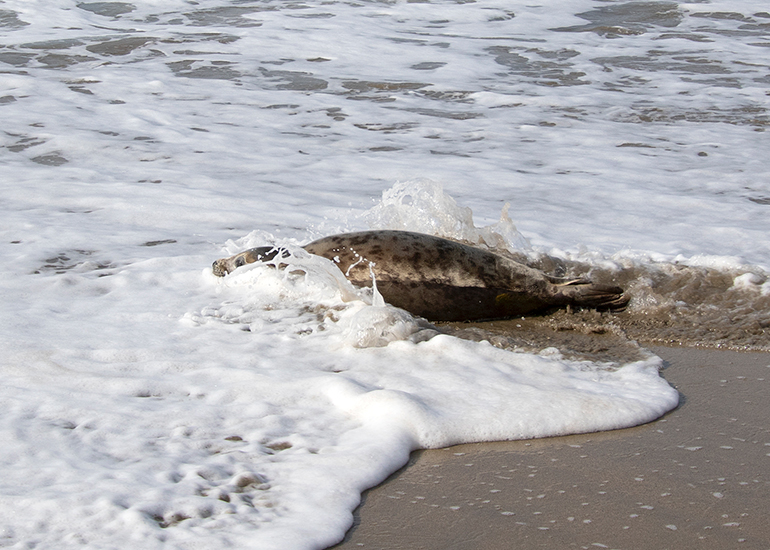 Seal Release - 23rd March 2026