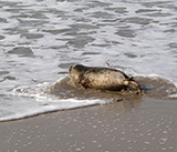 Seal Release - 23rd  March 2026