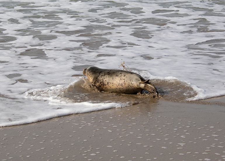 Seal Release - 23rd March 2026