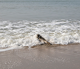 Seal Release - 23rd  March 2026