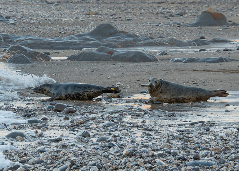 Seal Release - 23rd December 2025