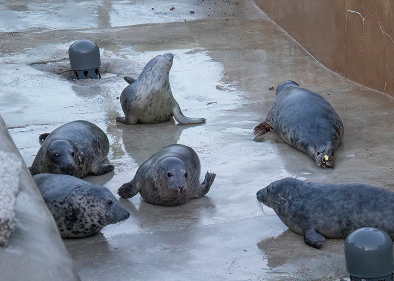 Seal Release - 23rd December 2025