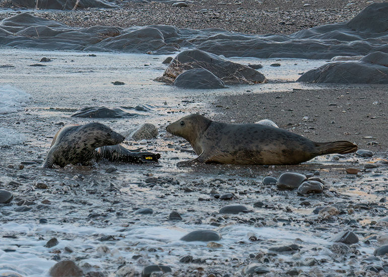 Seal Release - 23rd December 2025