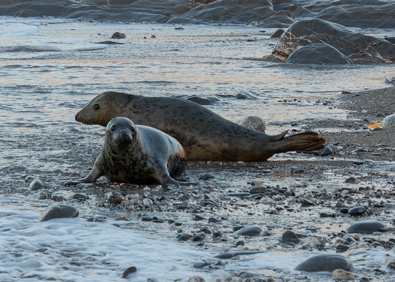 Seal Release - 23rd December 2025