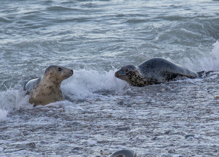 Seal Release - 23rd December 2025