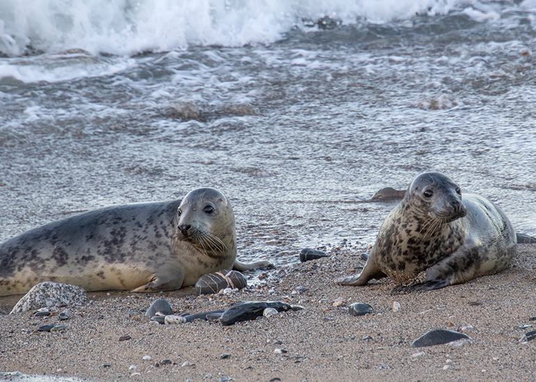 Seal Release - 23rd December 2025