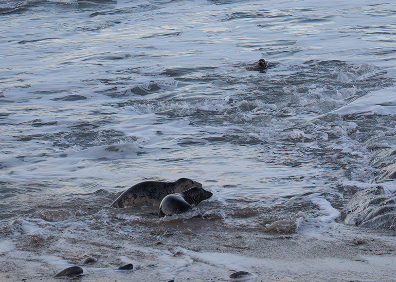 Seal Release - 23rd December 2025