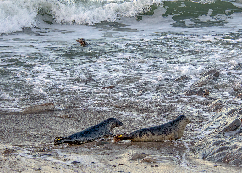 Seal Release - 23rd December 2025
