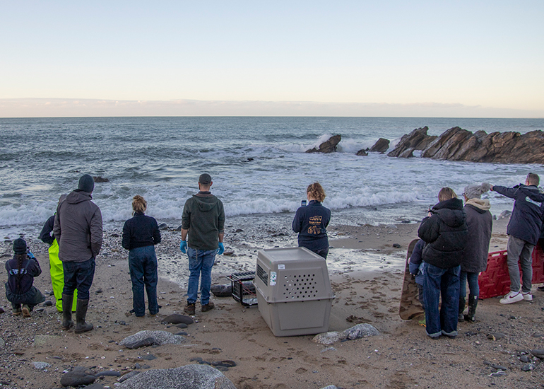 Seal Release - 23rd December 2025