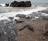 Seal Release - 24th December 2025