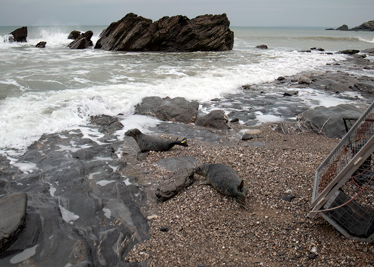 Seal Release - 24th December 2025