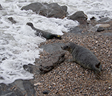 Seal Release - 24th December 2025