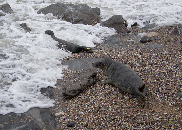 Seal Release - 24th December 2025