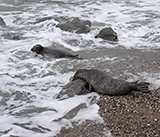 Seal Release - 24th December 2025