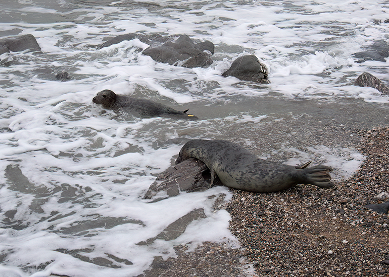 Seal Release - 24th December 2025