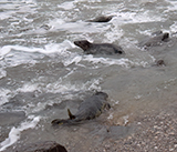 Seal Release - 24th December 2025