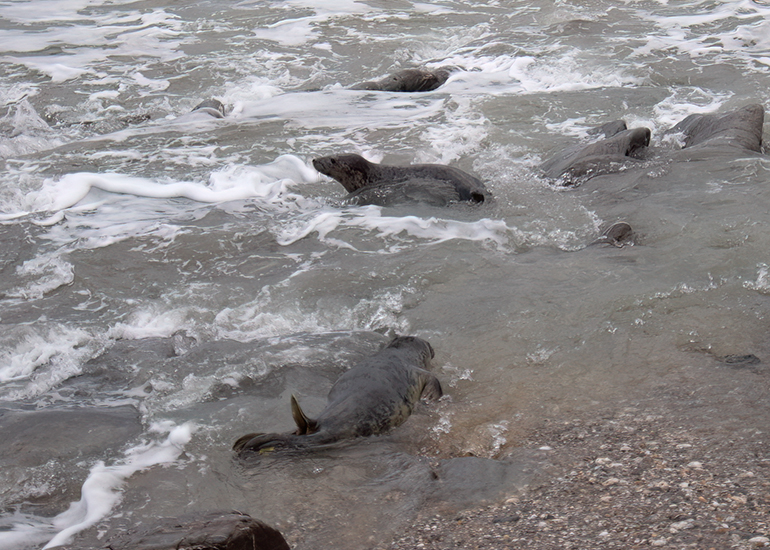Seal Release - 24th December 2025
