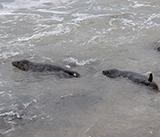 Seal Release - 24th December 2025