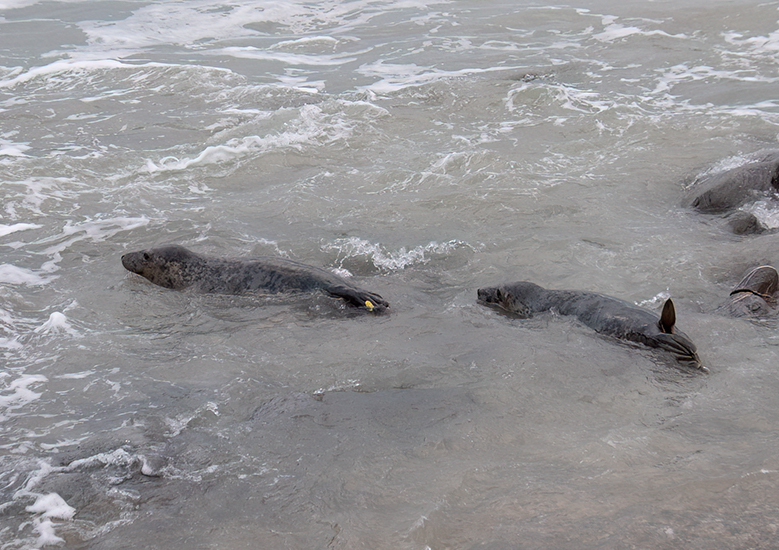 Seal Release - 24th December 2025