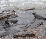 Seal Release - 24th December 2025