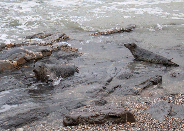 Seal Release - 24th December 2025