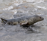 Seal Release - 24th December 2025
