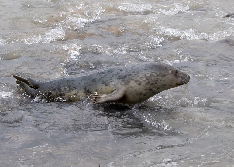 Seal Release - 24th December 2025