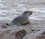 Seal Release - 24th December 2025